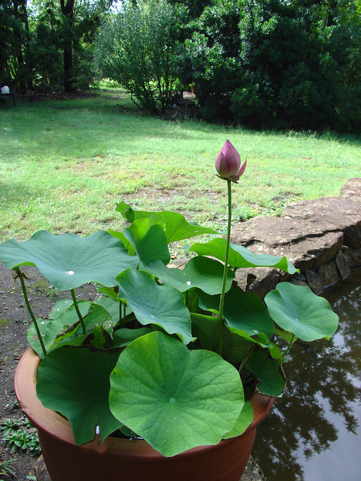 لاله مردابی، لوتوس هندی